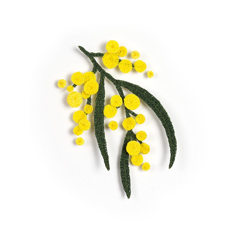 Wattle Sprig, Image 2.