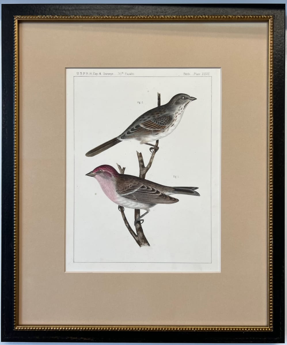 11025 - Finch & Sparrow "Birds Plate XXVII" 