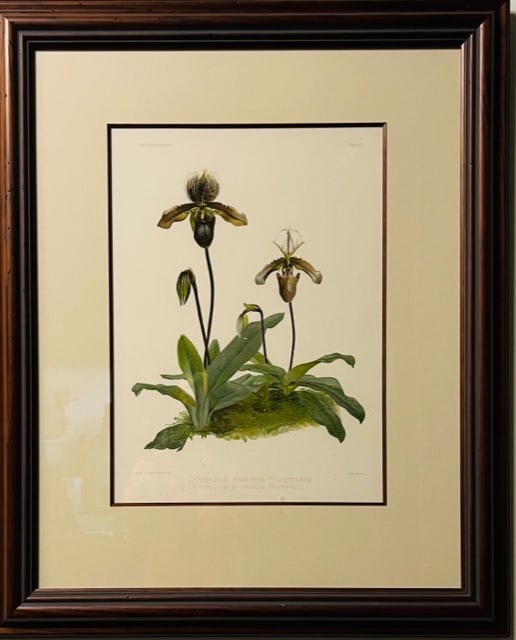 11046 - Cypripedium Hybridum Pollettianum Maynardi 