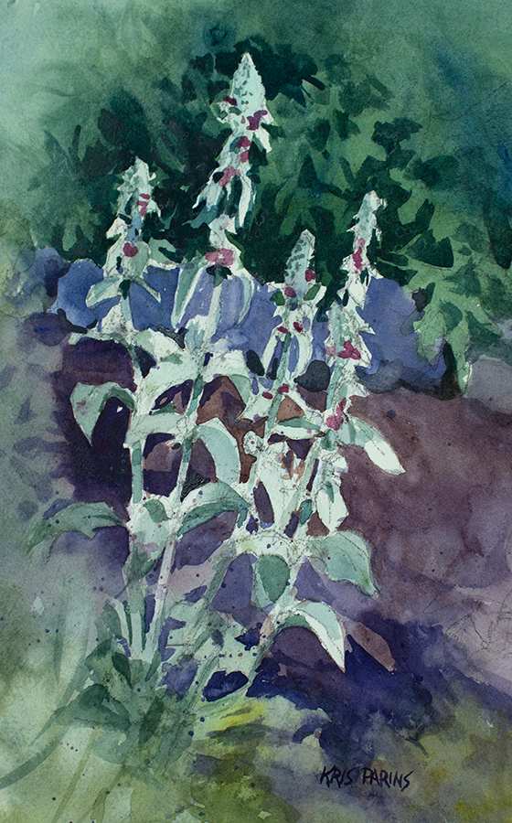 Lambs Ear by Kris Parins 
