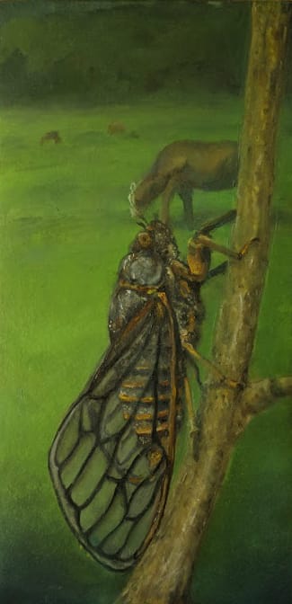 New Forest Cicada, Image 1.