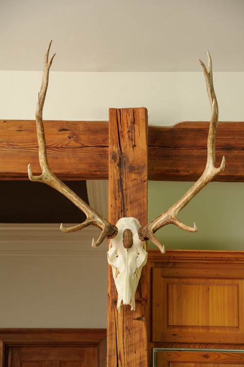 Montana Elk by Rigsby Frederick 