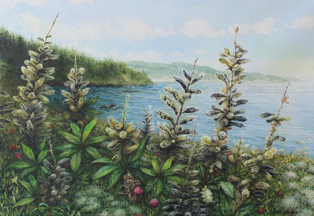 Late Summer Ephemera by Laurel Lake McGuire  Image: The lupines are fading into grey and gold near Heart’s Desire, Newfoundland.