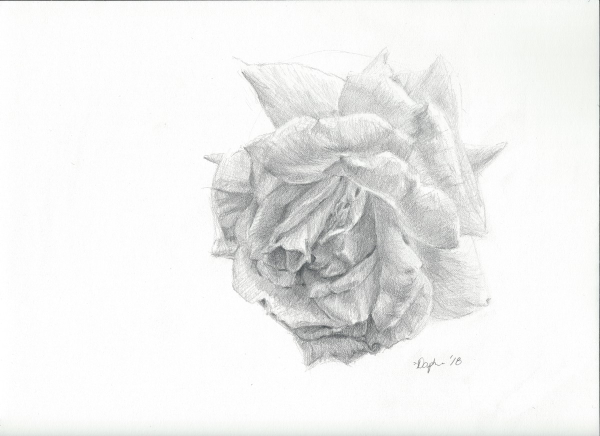 A Delicate Study by Daphne Cote 