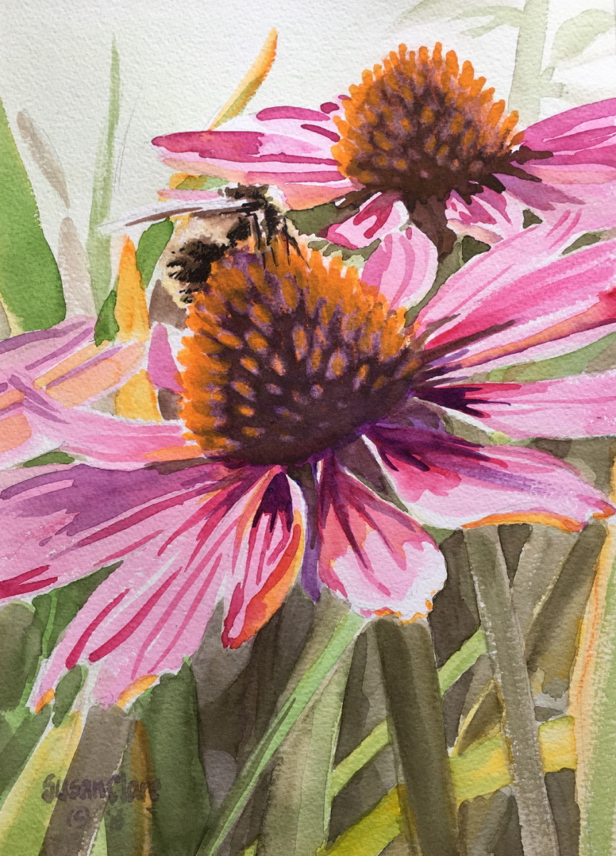 Echinacea by Susan Clare 
