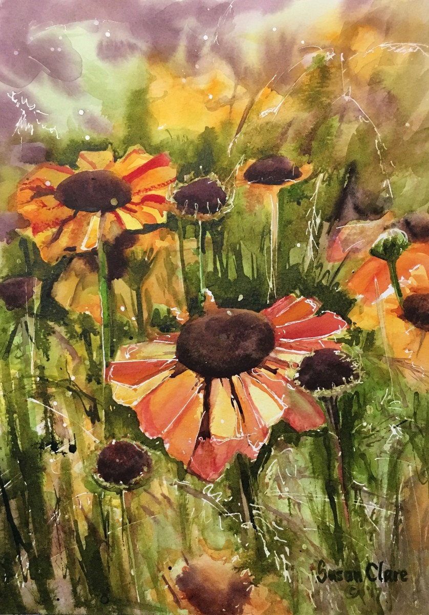 Heleniums by Susan Clare 