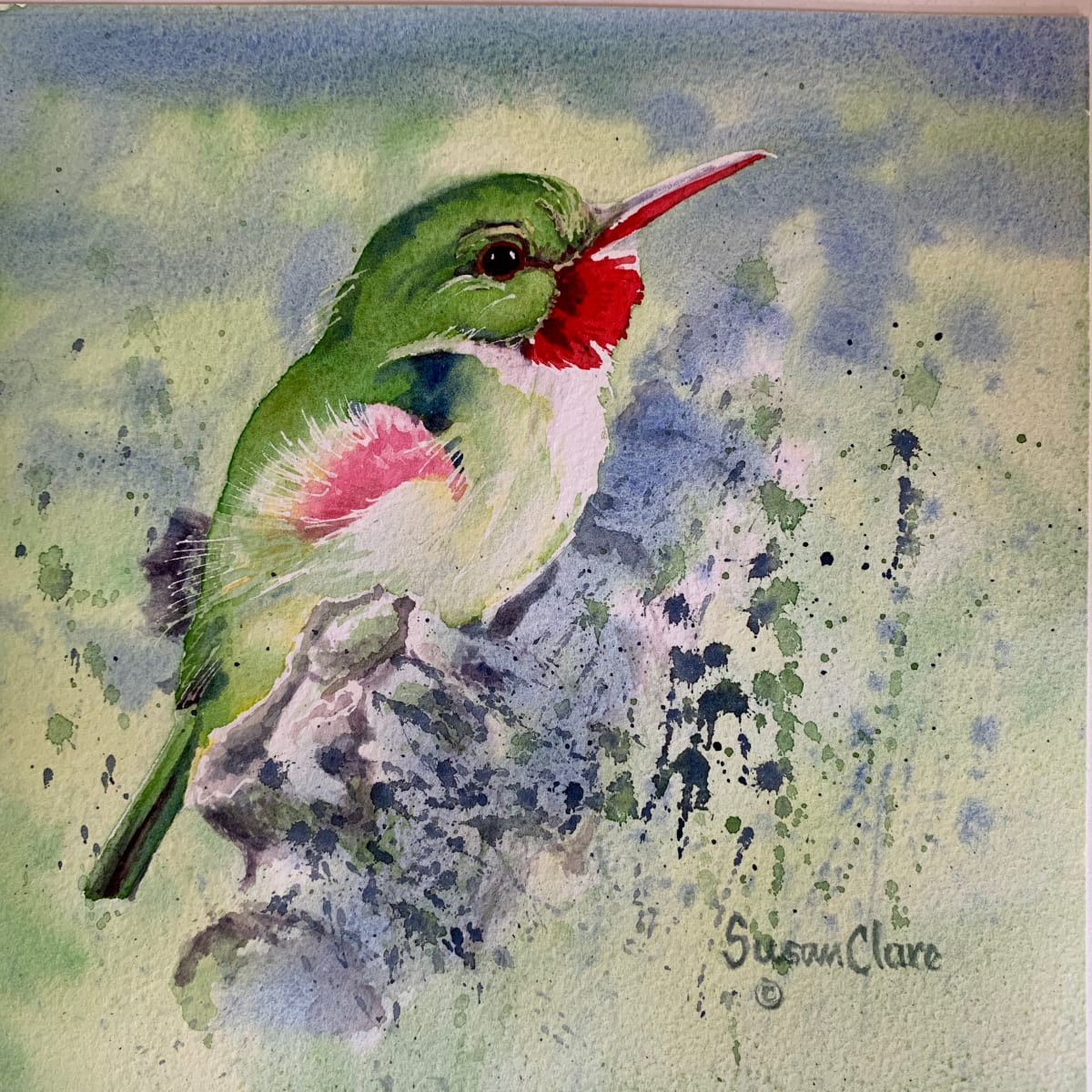 Juvenile Tody by Susan Clare 