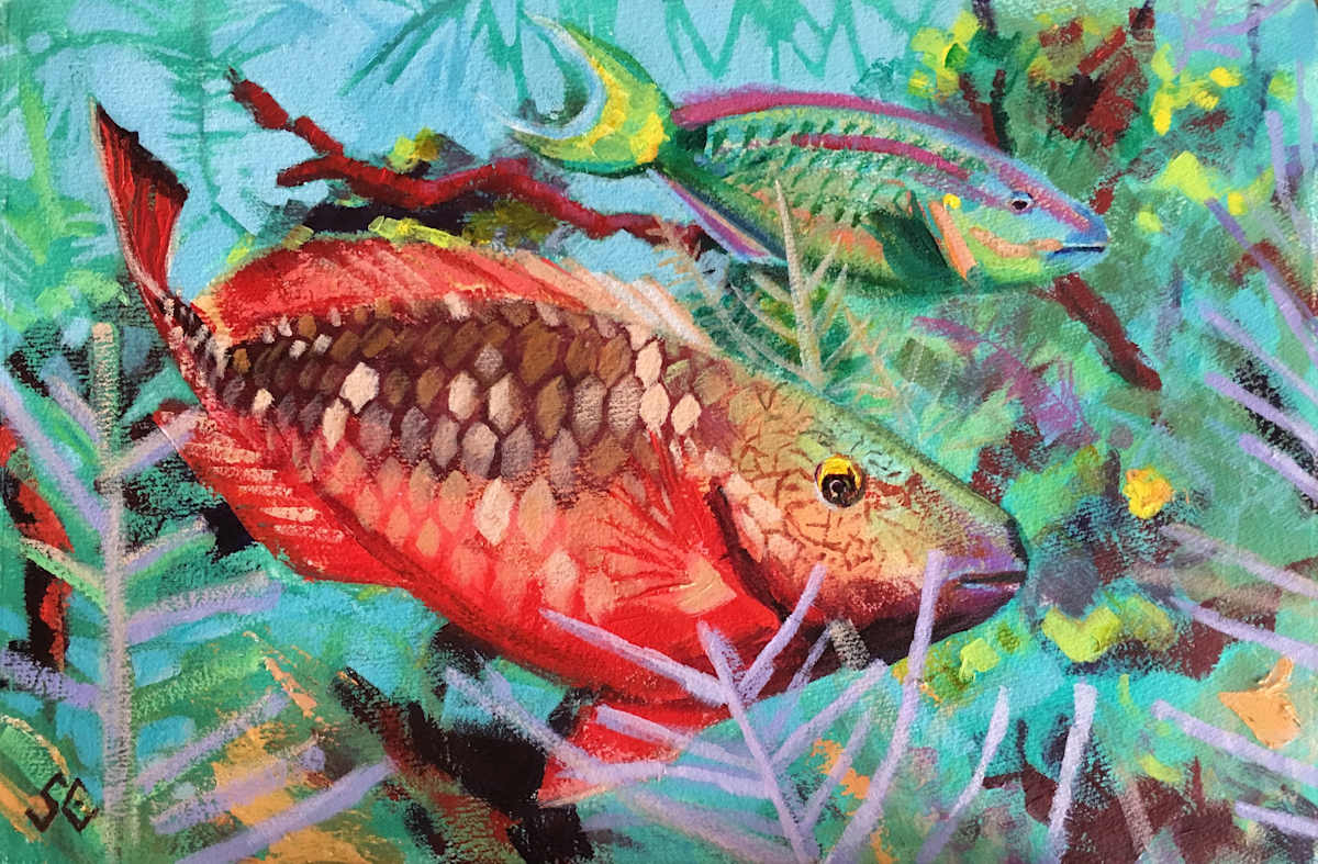 Stoplight Parrotfish - red & green by Susan Clare, Image 1.