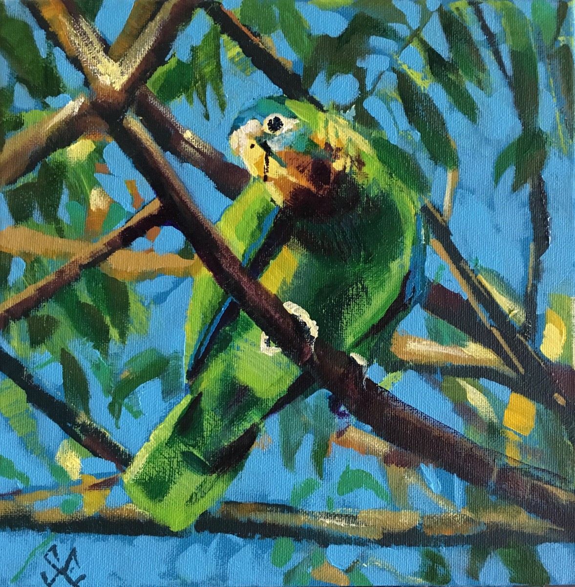 Yellow-billed Parrot by Susan Clare 