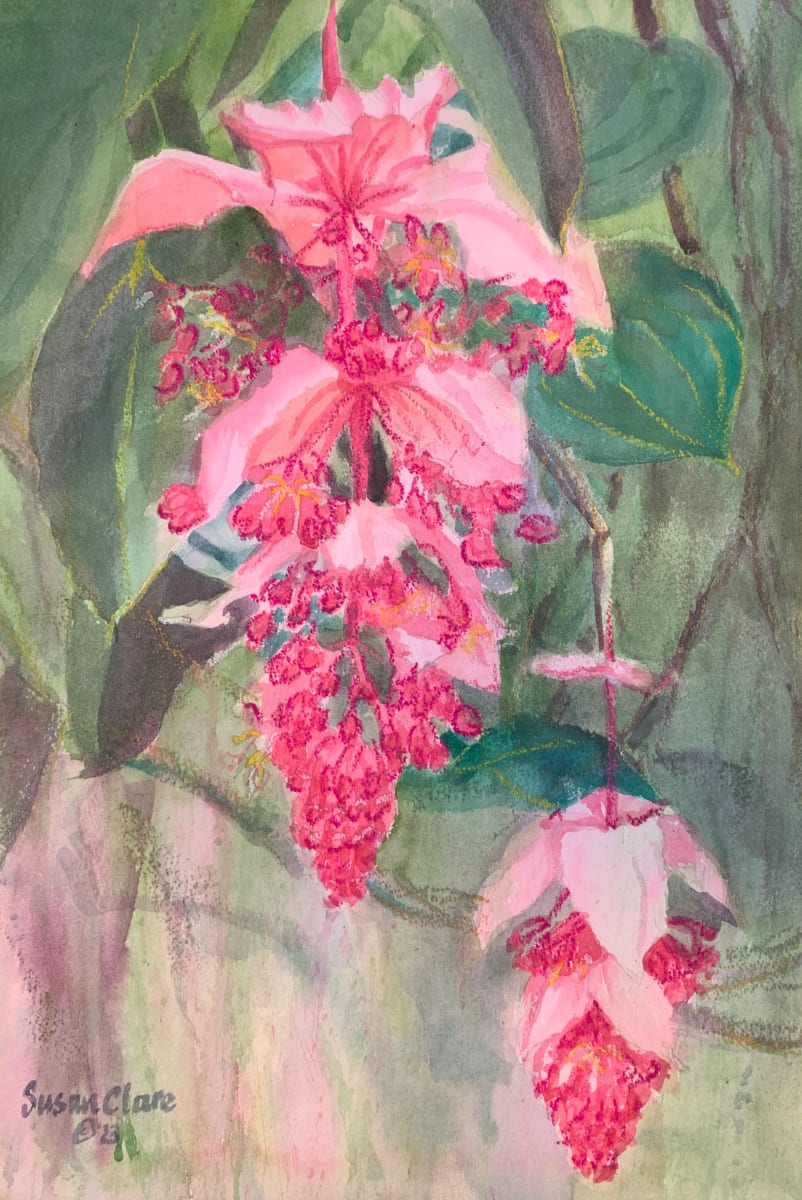 Medinilla Bloom 3 by Susan Clare 