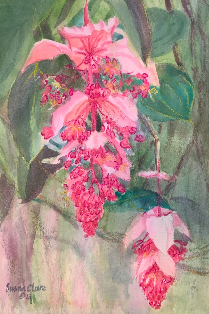 Medinilla Bloom 3 by Susan Clare, Image 1.