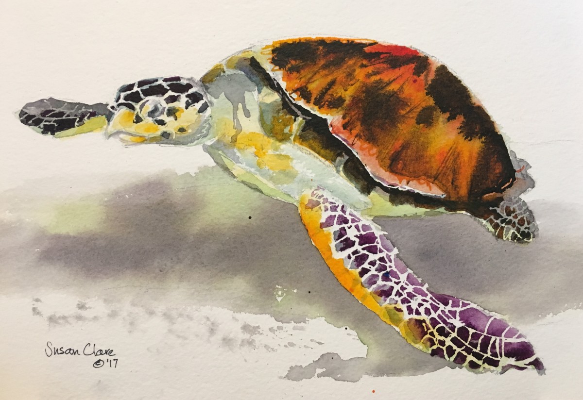 Hawksbill Turtle by Susan Clare 