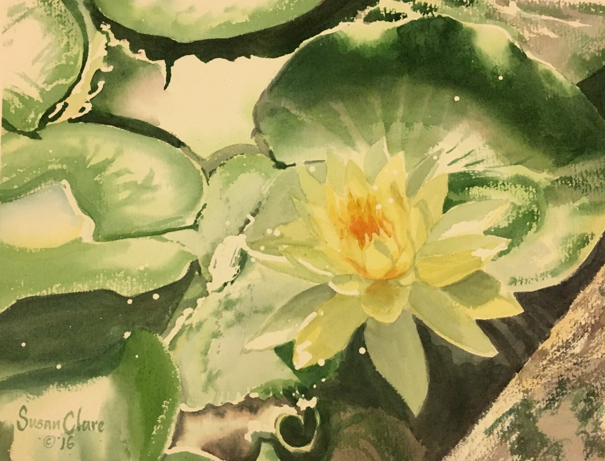 Yellow Waterlily by Susan Clare 