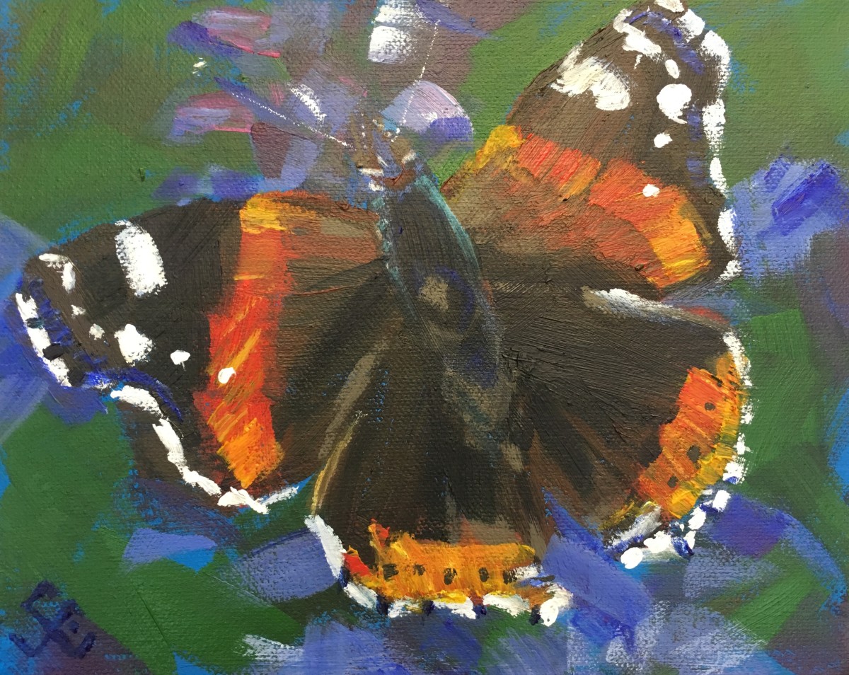 Red Admiral by Susan Clare 