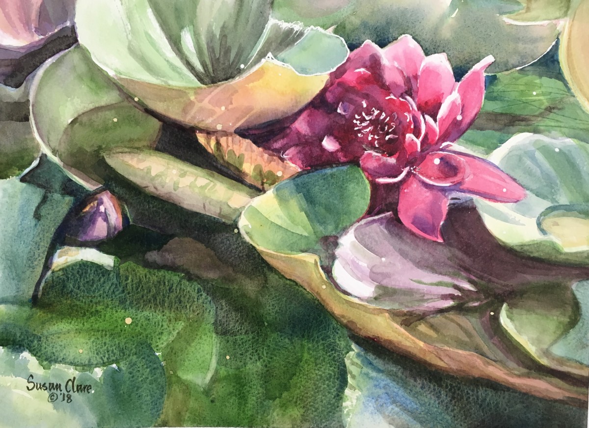 Magenta Waterlily by Susan Clare 
