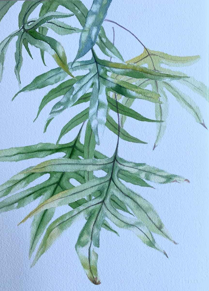 Trinidad Fern by Susan Clare 