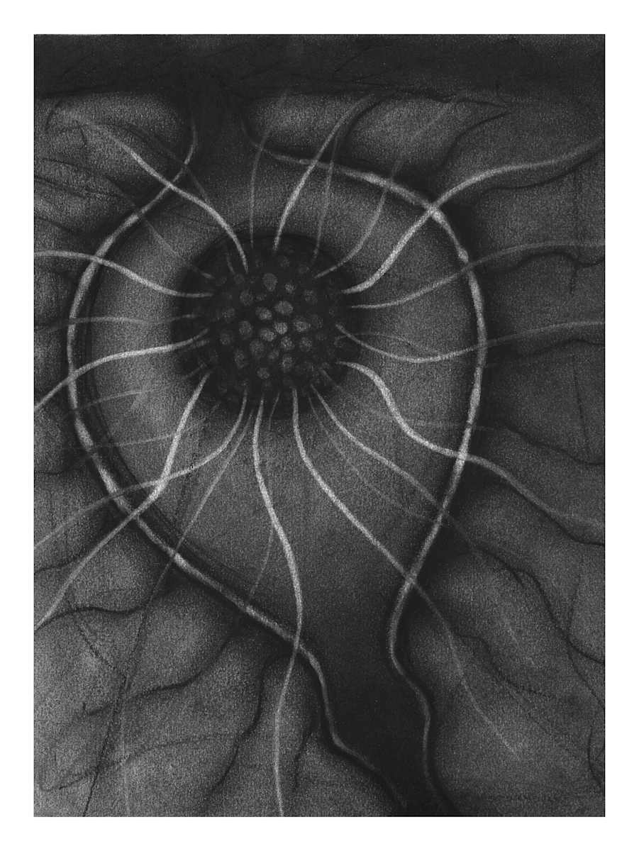 Seed by Sergio Gomez , Image 1.