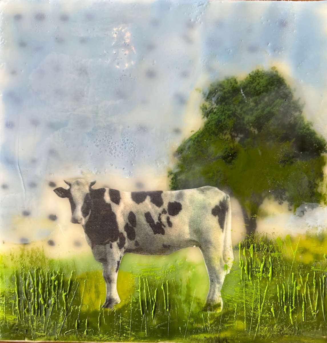 Cow by Sally Hootnick 