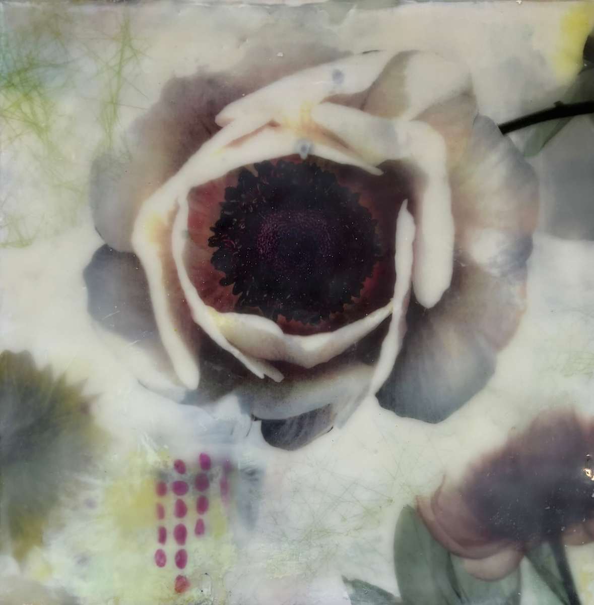 Anemone by Sally Hootnick 