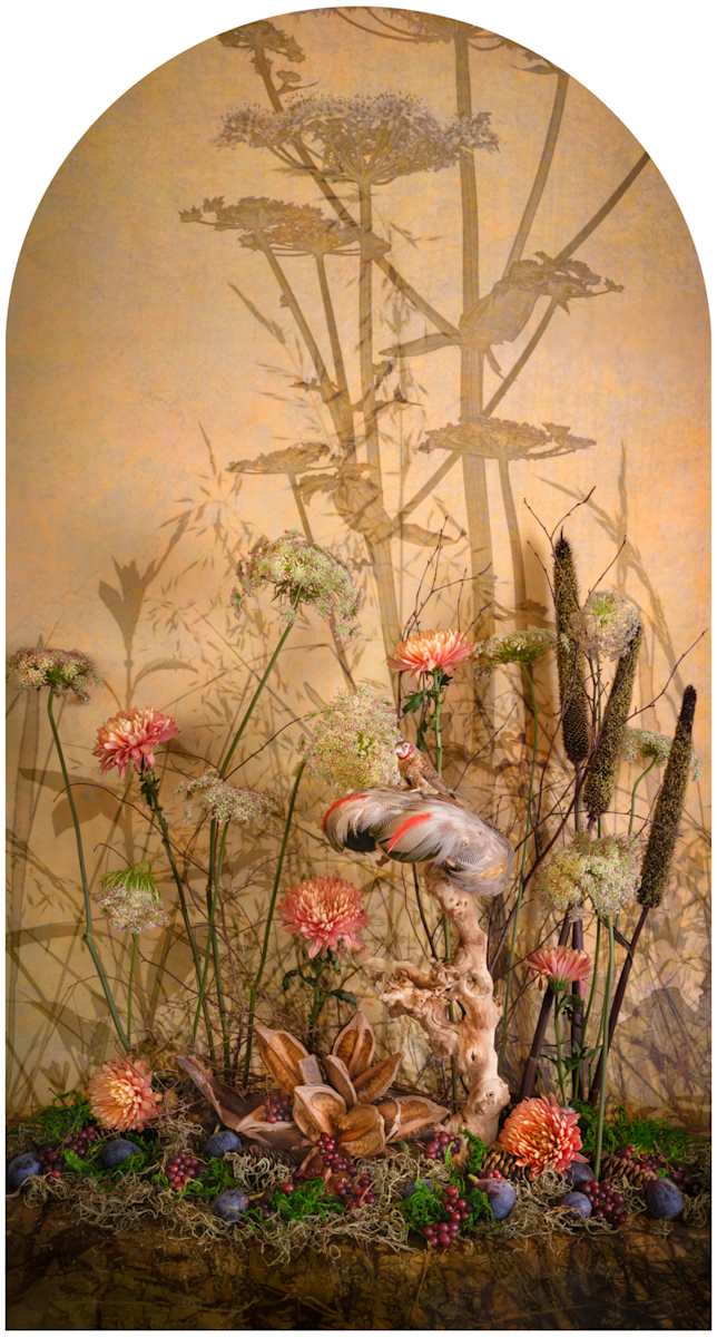 Cut-Throat Finch with Figs Nesting by JP Terlizzi 