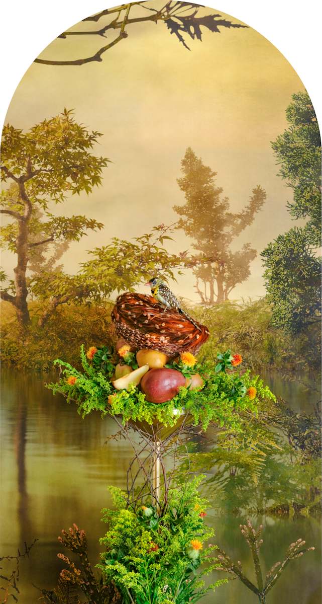 D'Arnaud's Barbet with Pears Nesting by JP Terlizzi 