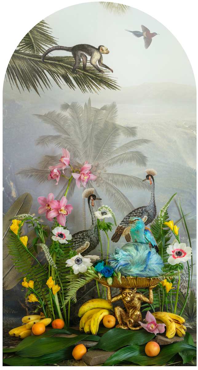 European Roller with Bananas Nesting by JP Terlizzi 
