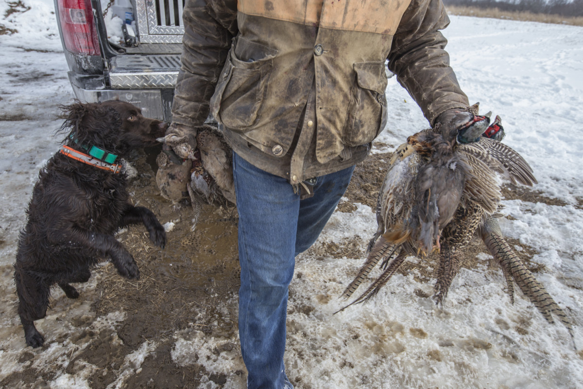 Tick with Pheasants by JP Terlizzi 