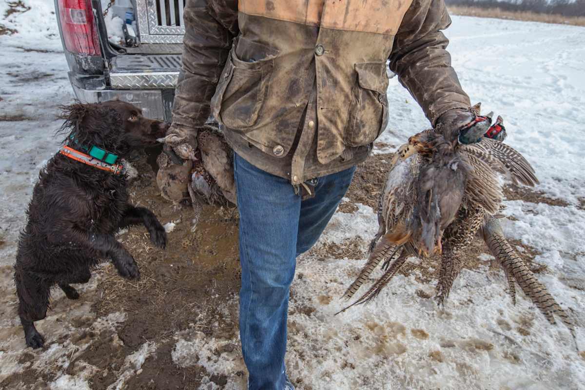 Tick with Pheasants by JP Terlizzi, Image 1.