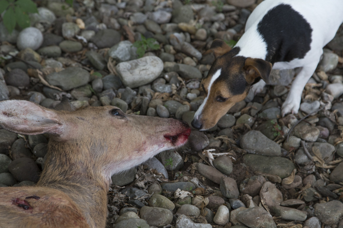 Dexter and Doe by JP Terlizzi 