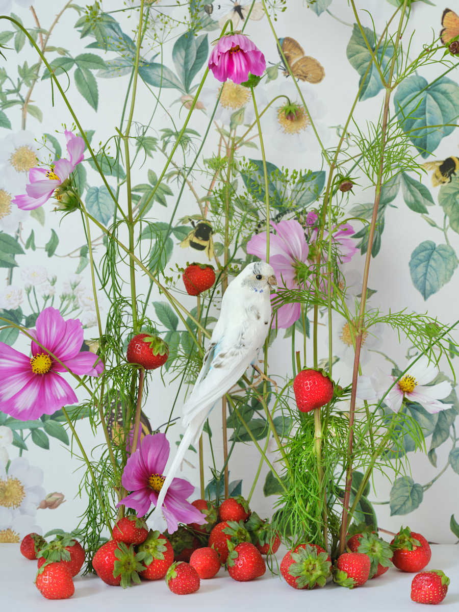 Strawberry Fields by JP Terlizzi, Image 1.