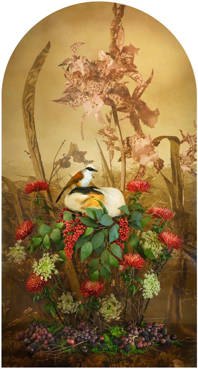 White-Crested Laughingthrush with Muscadine Nesting by JP Terlizzi 