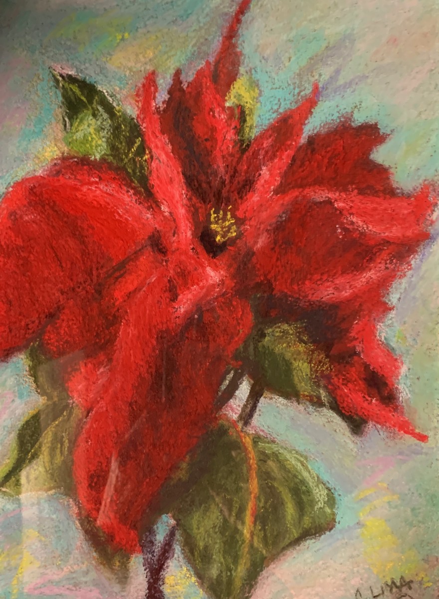 Poinsetta by Claudia Lima 