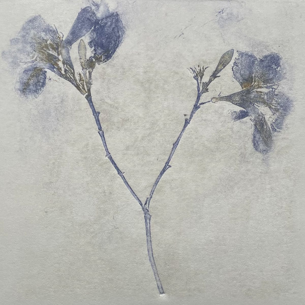 Wild Blue Iris by Scott D.S. Young 