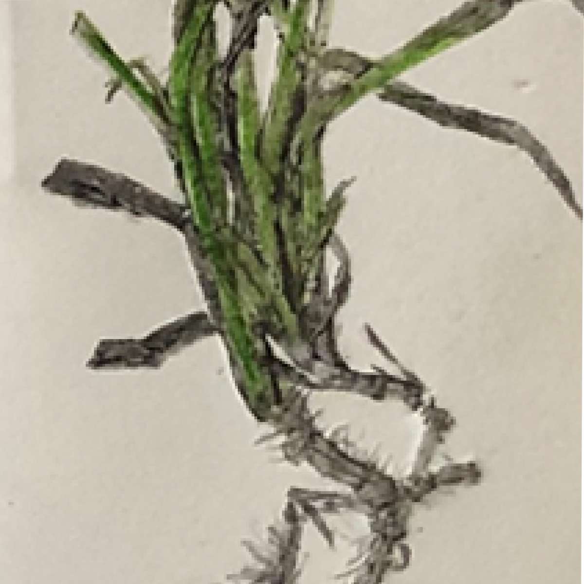 Devil Spark by Scott D.S. Young  Image: close up 1