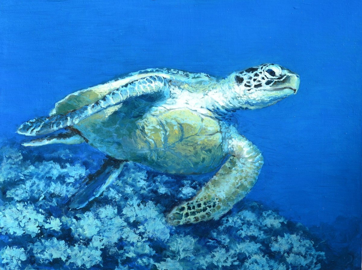 Turtle 1 by Holly Masri 