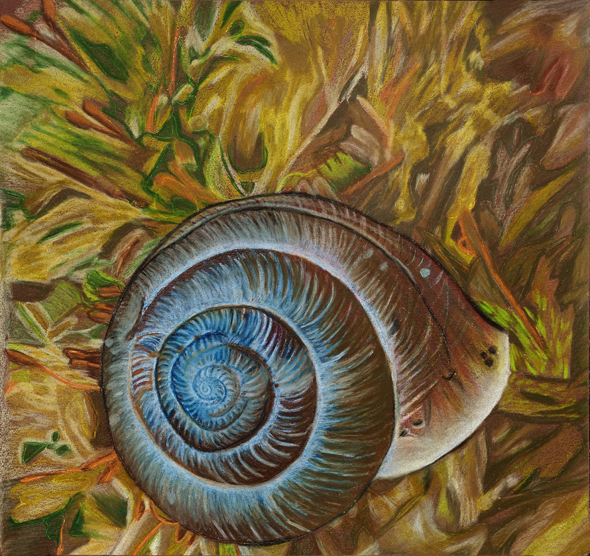Cherrystone Drop Snail by Barbara J Zipperer, Image 1.