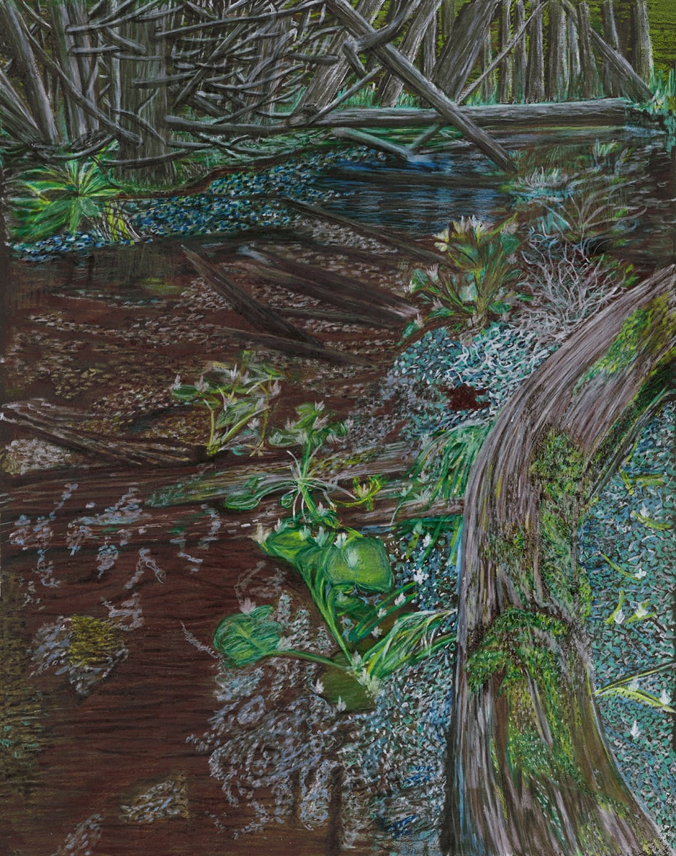 The Swamp by Barbara J Zipperer 