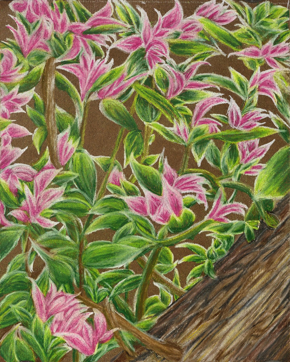 Pink Wildflowers by Barbara J Zipperer, Image 1.