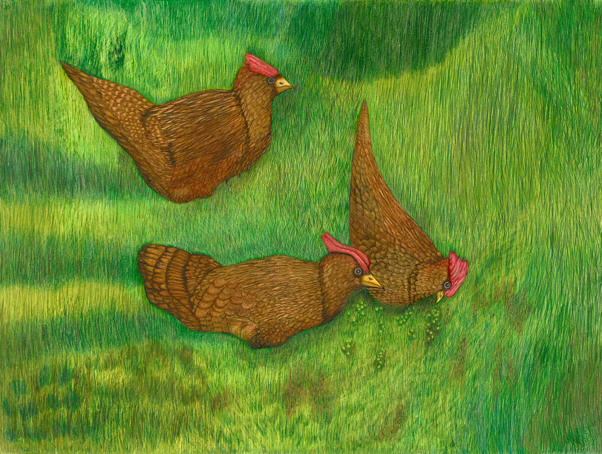3  Road Island Red Hens by Barbara J Zipperer 