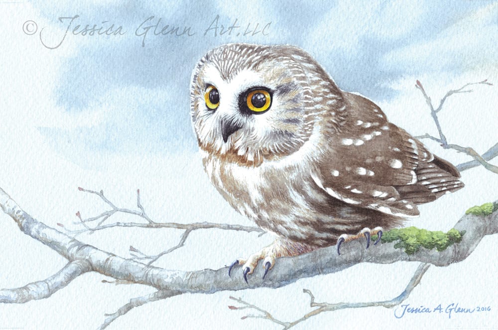 Hootie by Jessica Glenn 