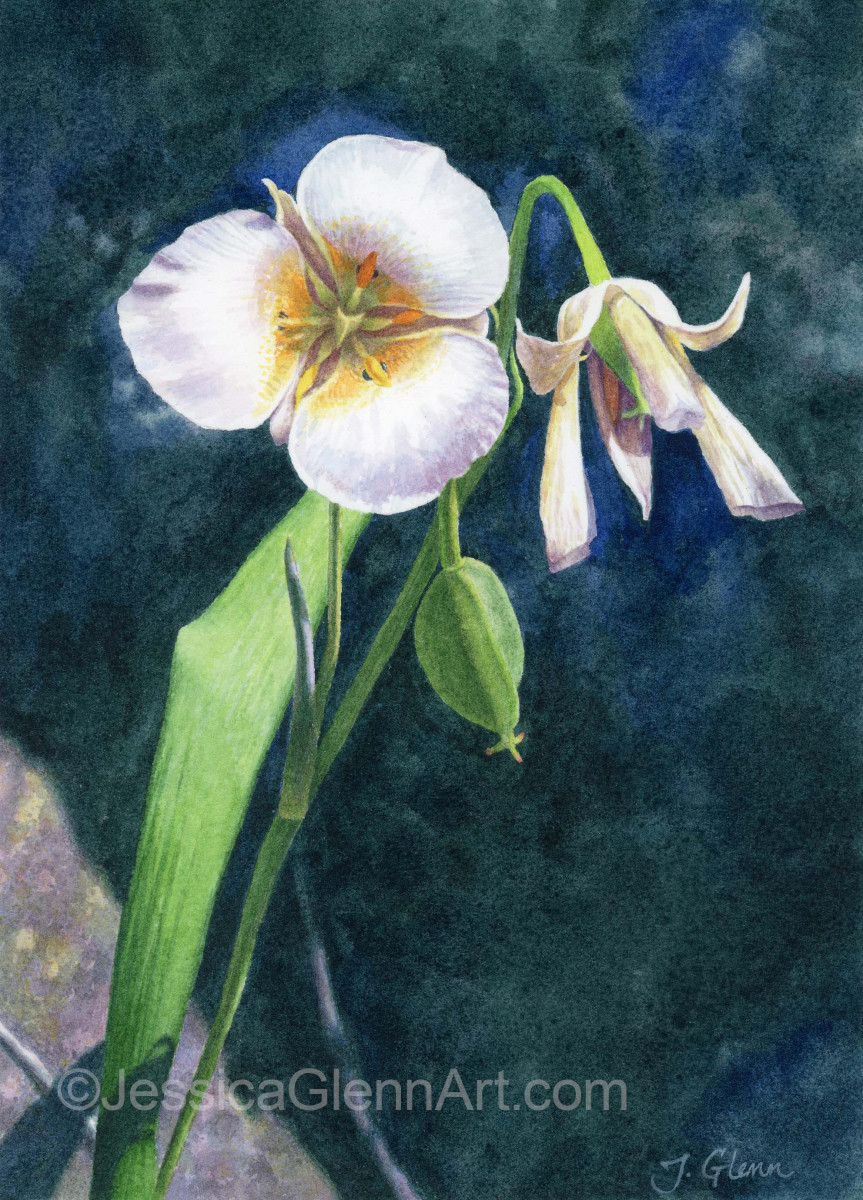 Mariposa Lily 2 by Jessica Glenn 