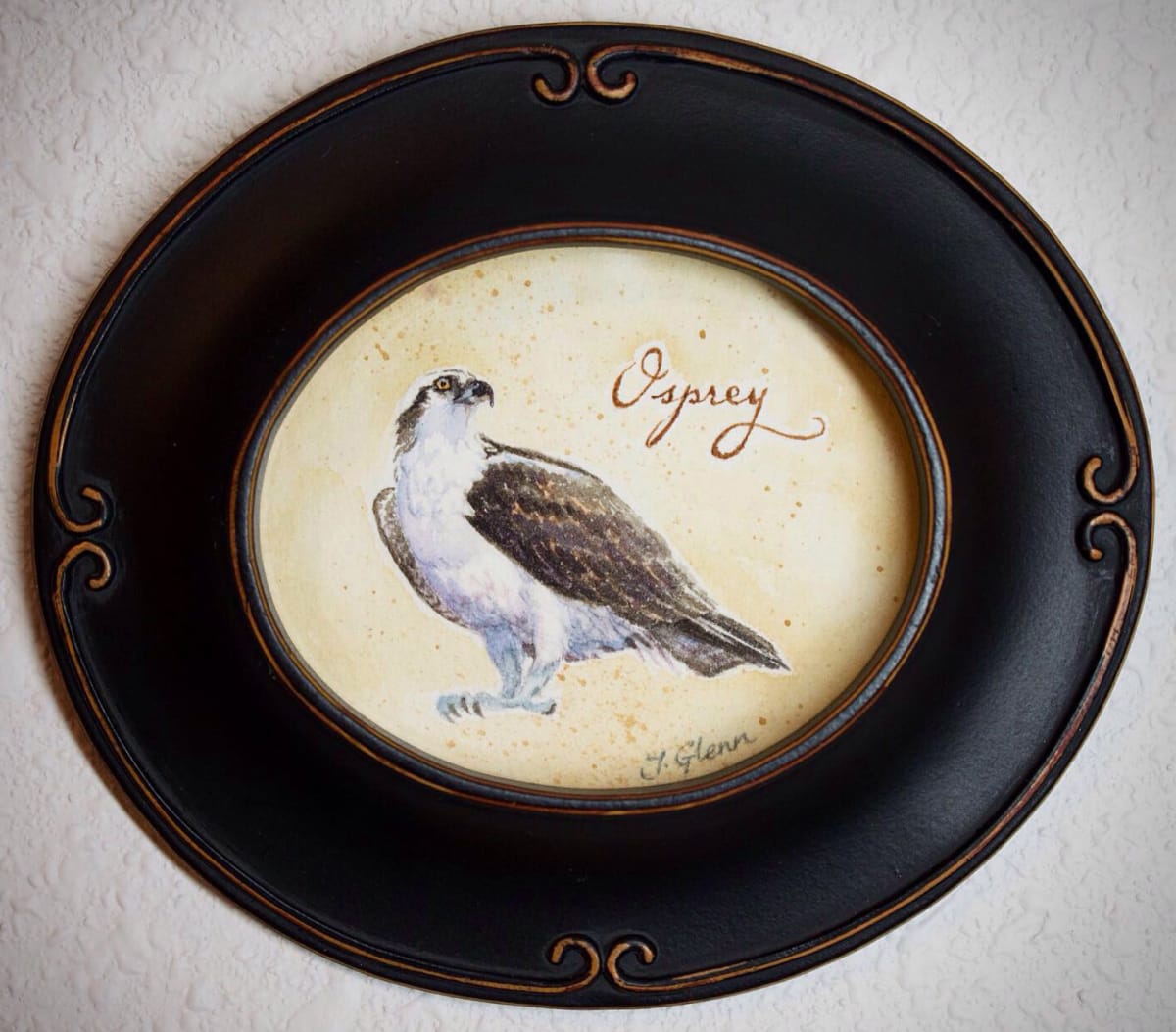 Osprey by Jessica Glenn 