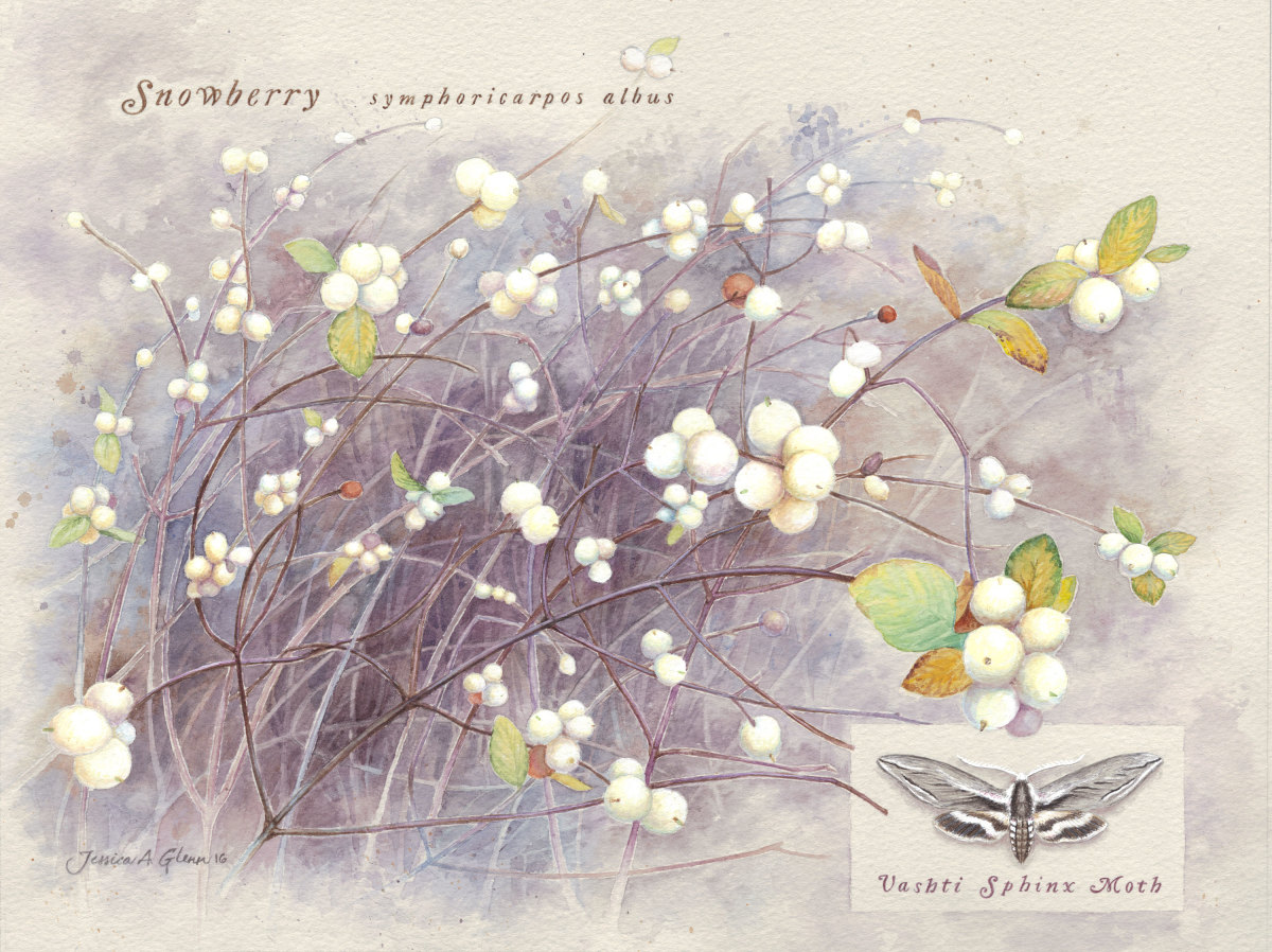 Snowberry by Jessica Glenn 