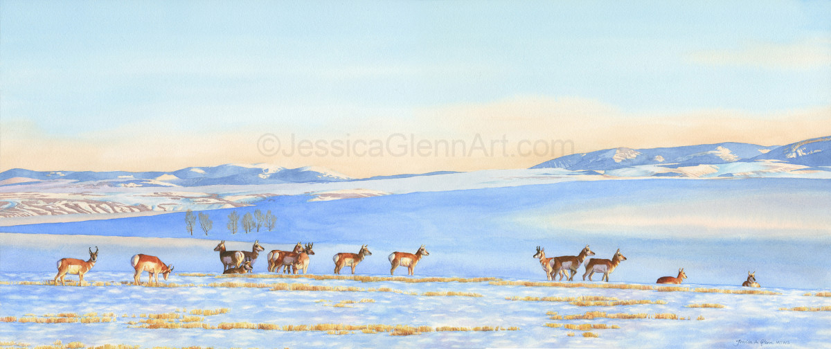 Winter Prairie Pronghorn by Jessica Glenn 