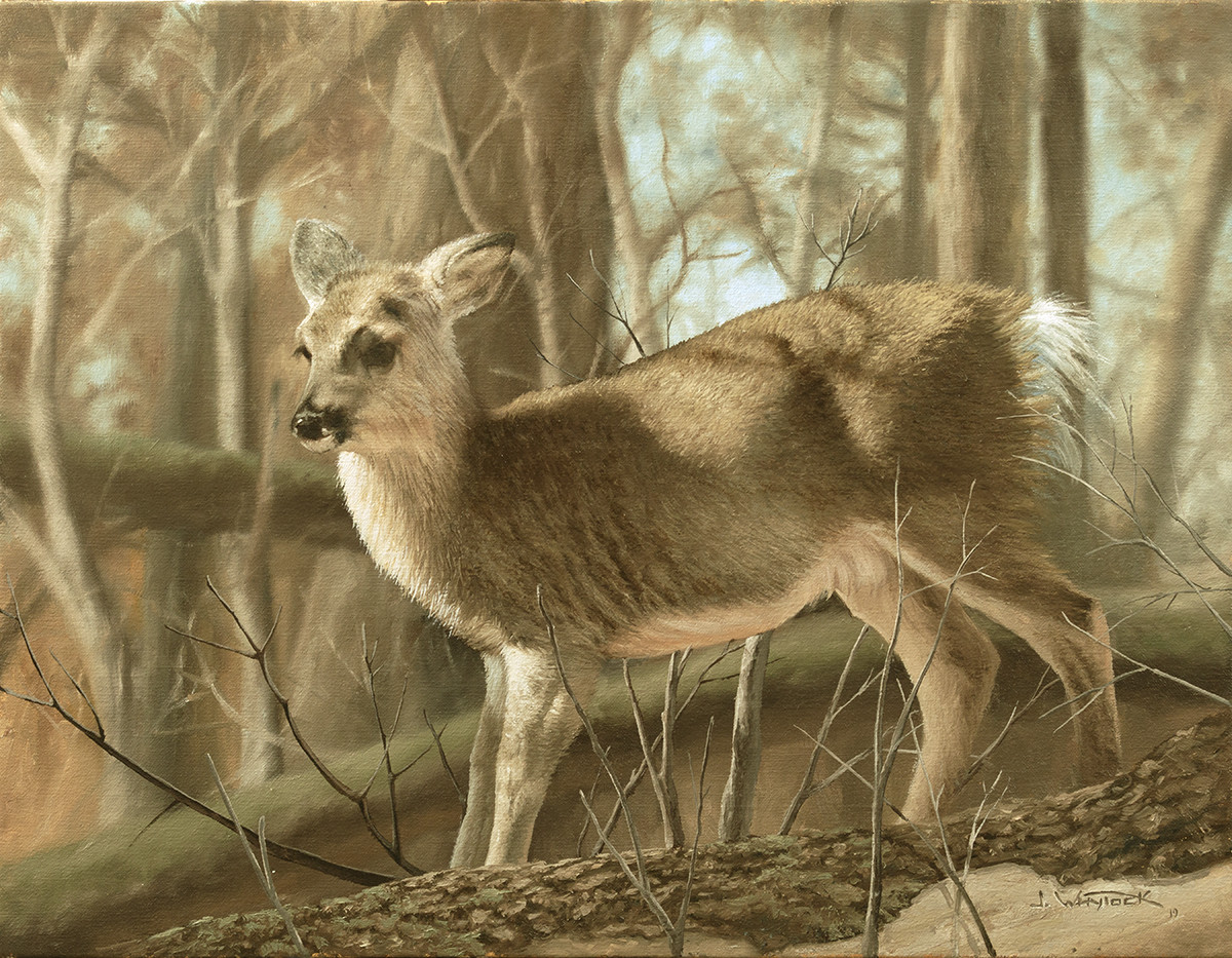 Forest Whitetail by John Whytock - Oak Rose Studio 