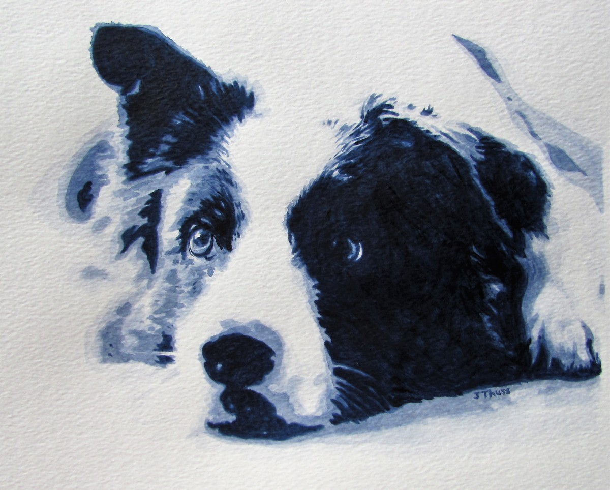 Border Collie by Jane Thuss 