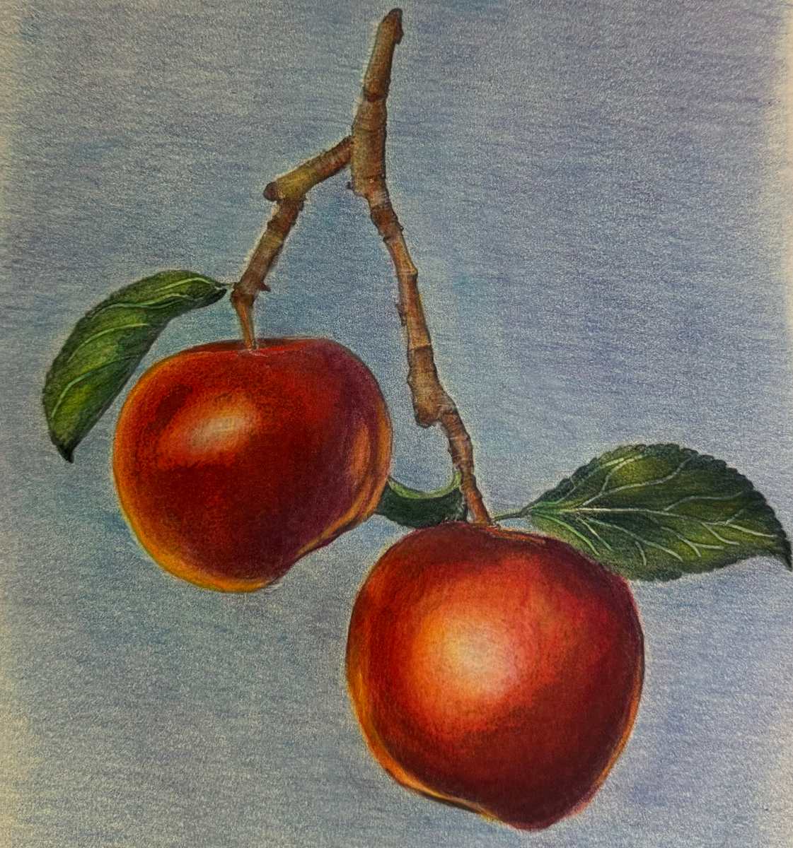 Apples by Jane D. Steelman, Image 1.