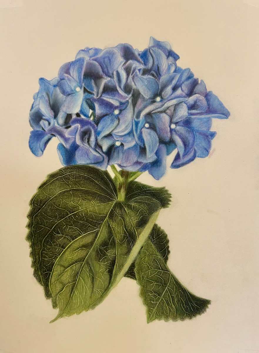 Single Hydrangea by Jane D. Steelman 