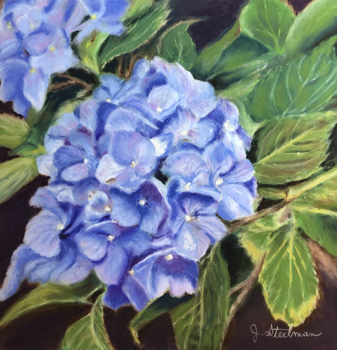 Blue Hydrangea by Jane D. Steelman 