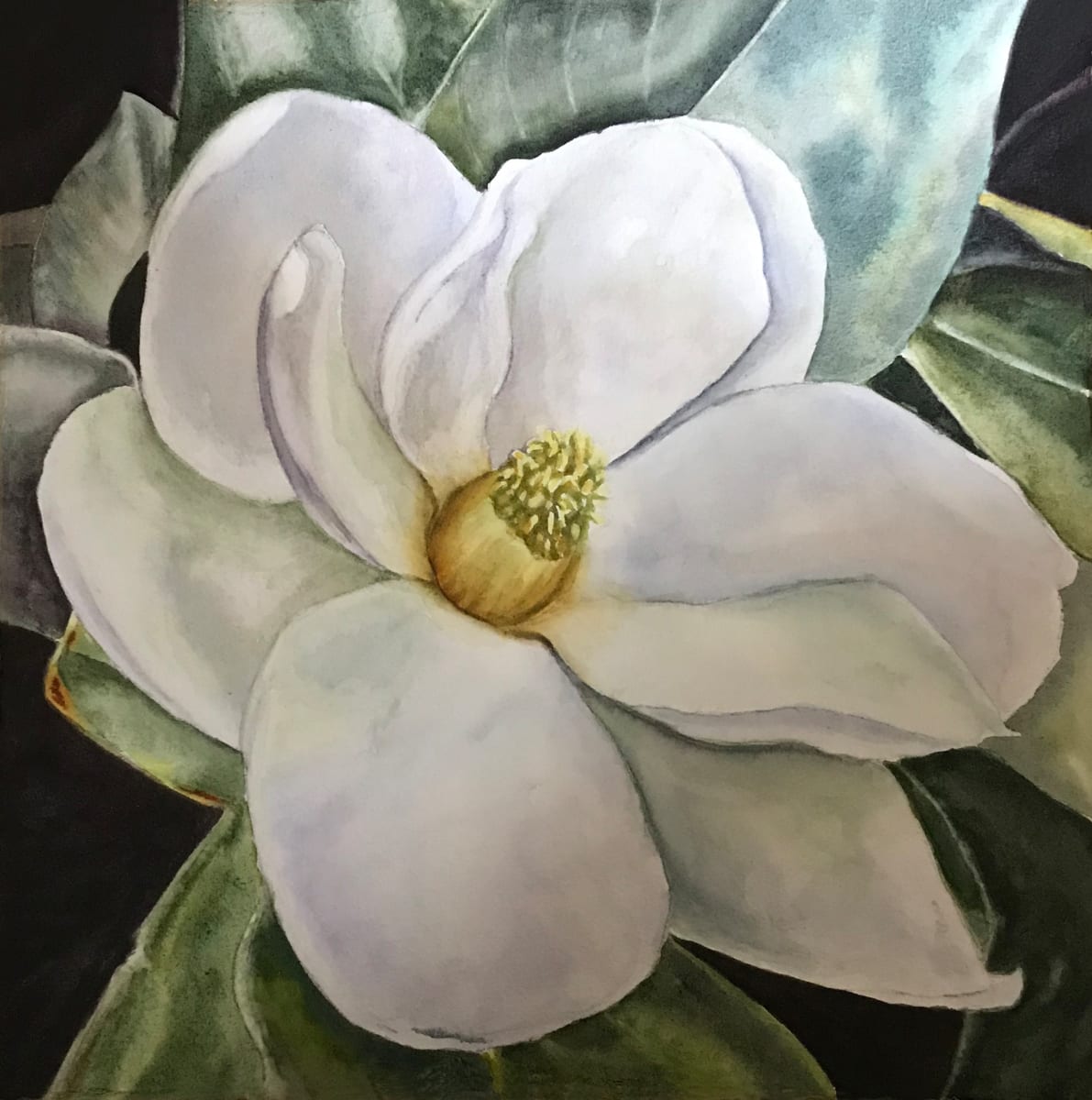 Magnolia 1 